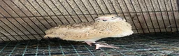 Quail poultry for sale: Japanese & Chinese painted quails  - Advert 1