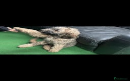 Mixed Breed dogs for sale: F1B SAINTBERNADOODLE BOYS AND GIRLS - Image 1