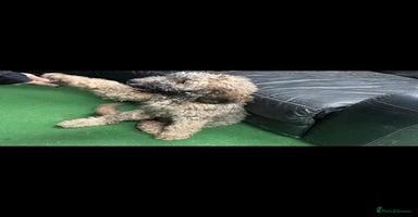 Mixed Breed dogs - Advert 6