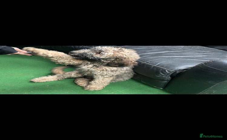 Mixed Breed dogs - Advert 3