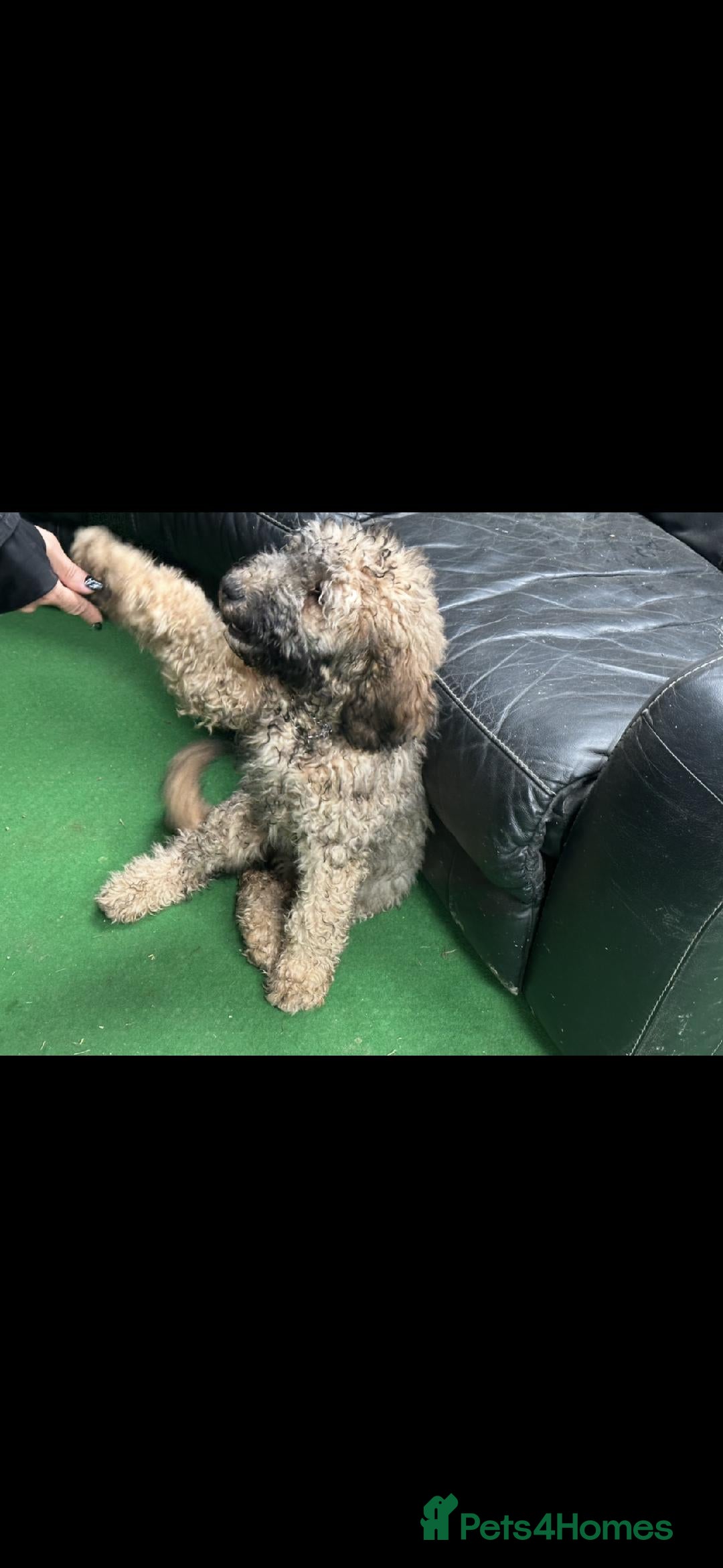 Mixed Breed dogs for sale: F1B SAINTBERNADOODLE BOYS AND GIRLS - Image 1