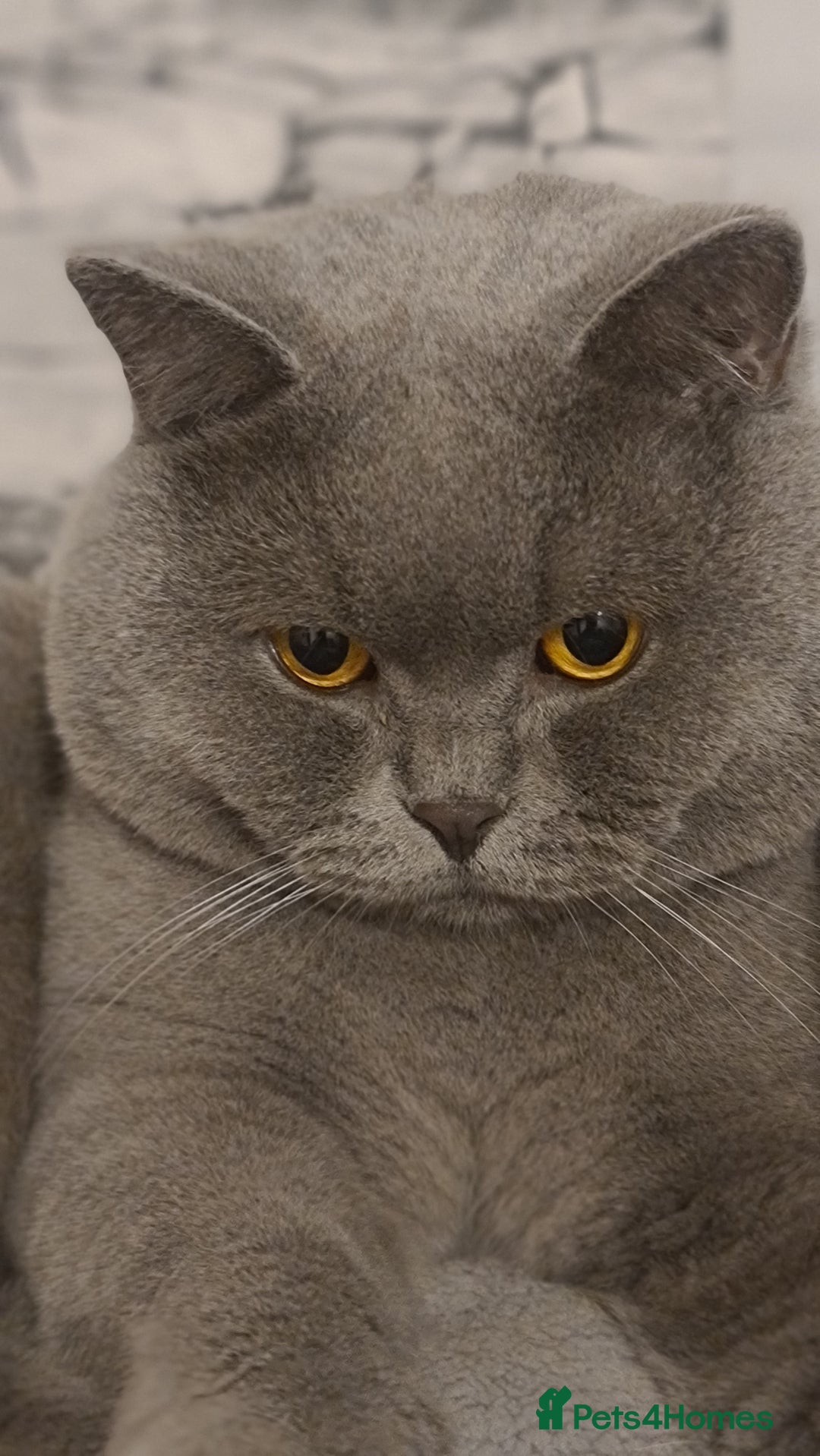 British Shorthair cats for stud: FOR MATING ONLY. Registered GCCF Quality Boy . in Mexborough - Image 3
