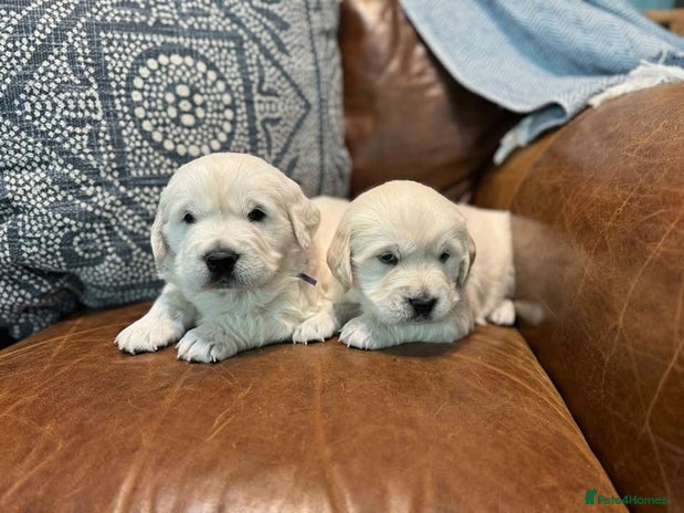 Golden Retriever dogs - Advert 5