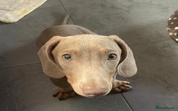 Miniature Dachshund dogs for sale: Pra clear mini dachshund pups - Image 6