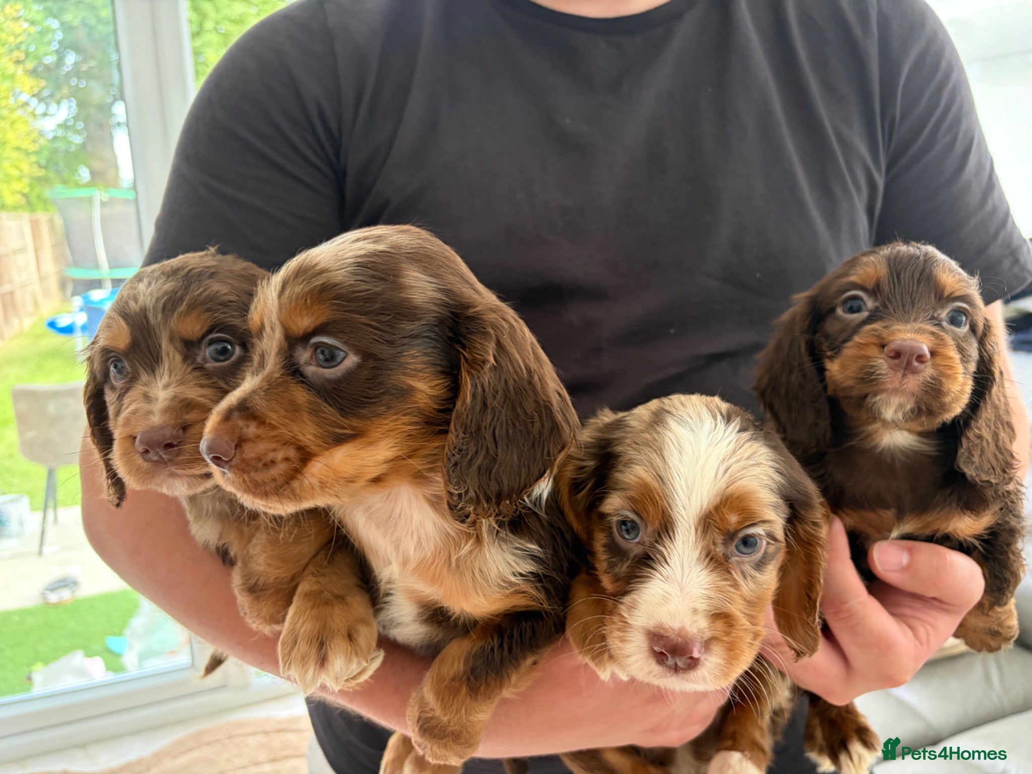 Cocker Spaniel dogs Cocker spaniel  puppies - Advert 14