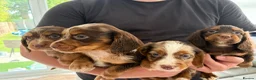 Cocker Spaniel dogs for sale: Cocker spaniel supplies for sale - Advert 10