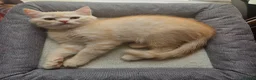 Scottish Fold cats for sale: Adorable Scottish Fold Straight Ear Tabby Kittens  - Advert 7