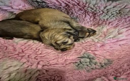Dachshund dogs for sale: Kc boy dachshund  - Image 11