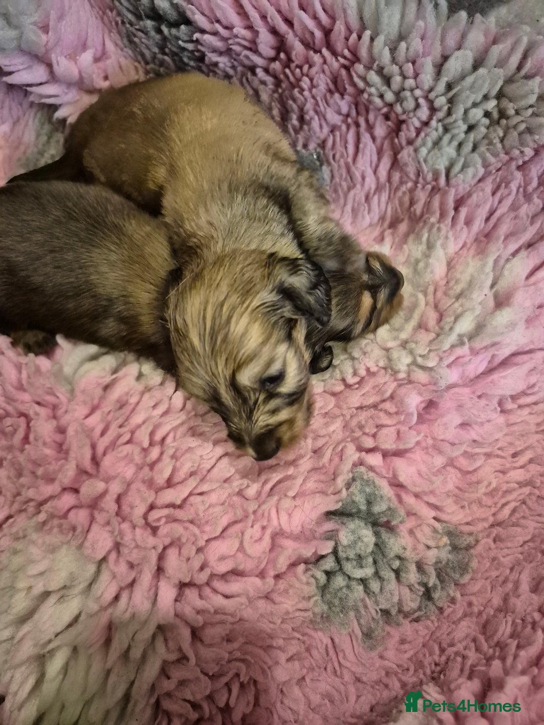Dachshund dogs for sale: Kc boy dachshund  - Image 11