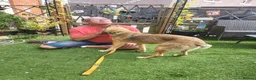Mixed Breed dogs for adoption: SKY  ( 20 months) - Advert 15