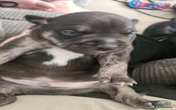 Staffordshire Bull Terrier dogs for sale: Last to males  - Image 12