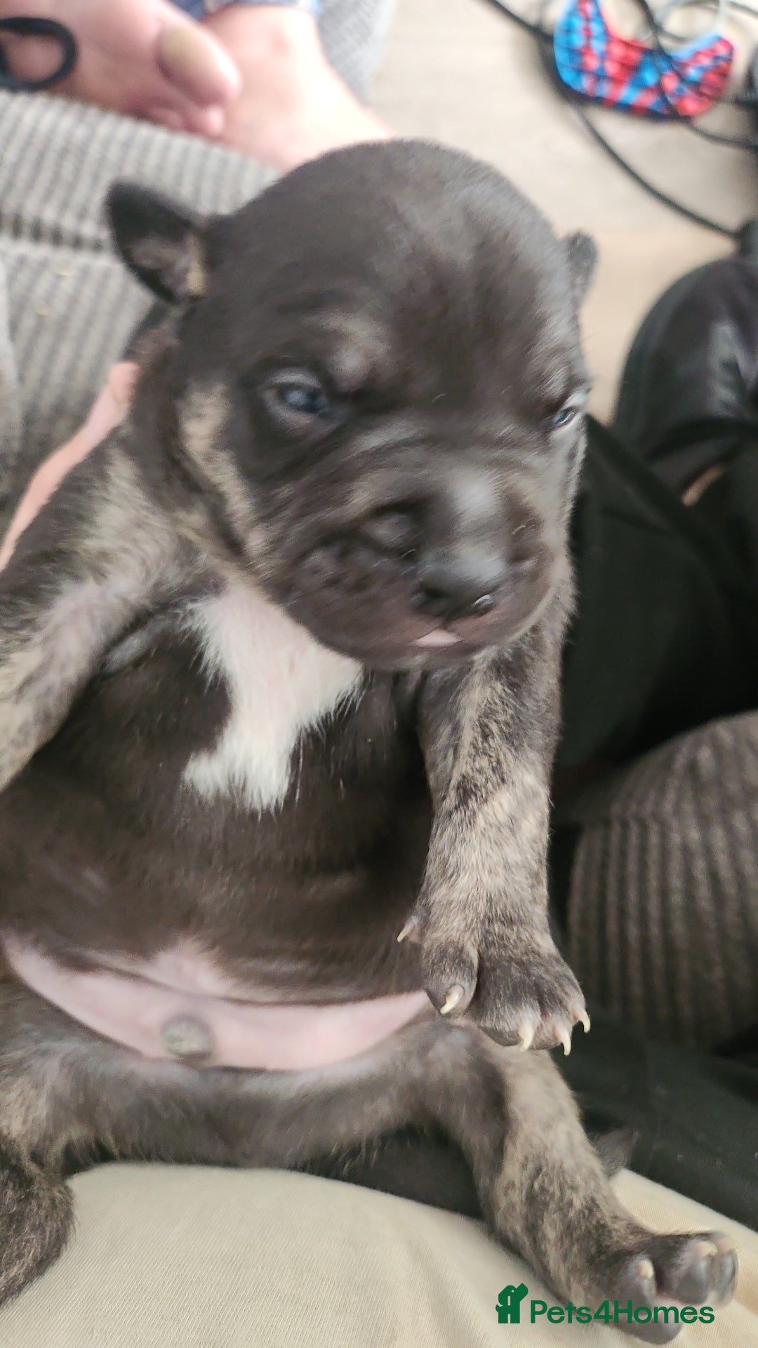 Staffordshire Bull Terrier dogs for sale: Last to males  - Image 12