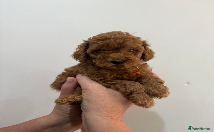 Miniature Poodle dogs in Swansea - Advert 4