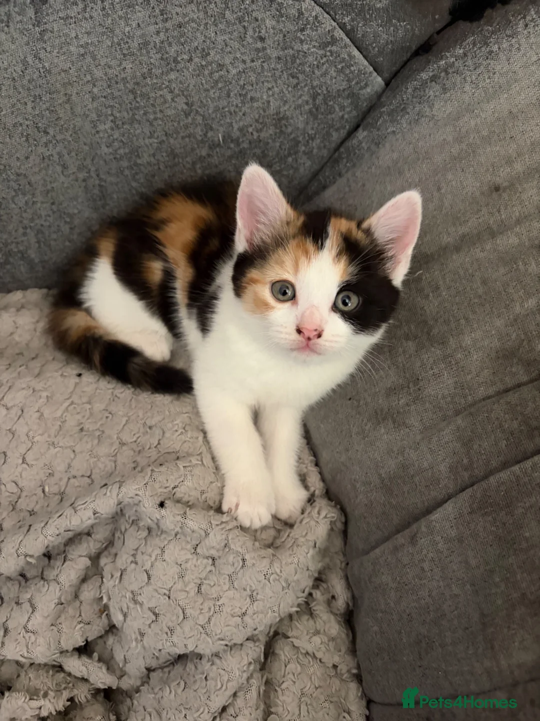 Mixed Breed cats for sale: Kittens - Advert 1