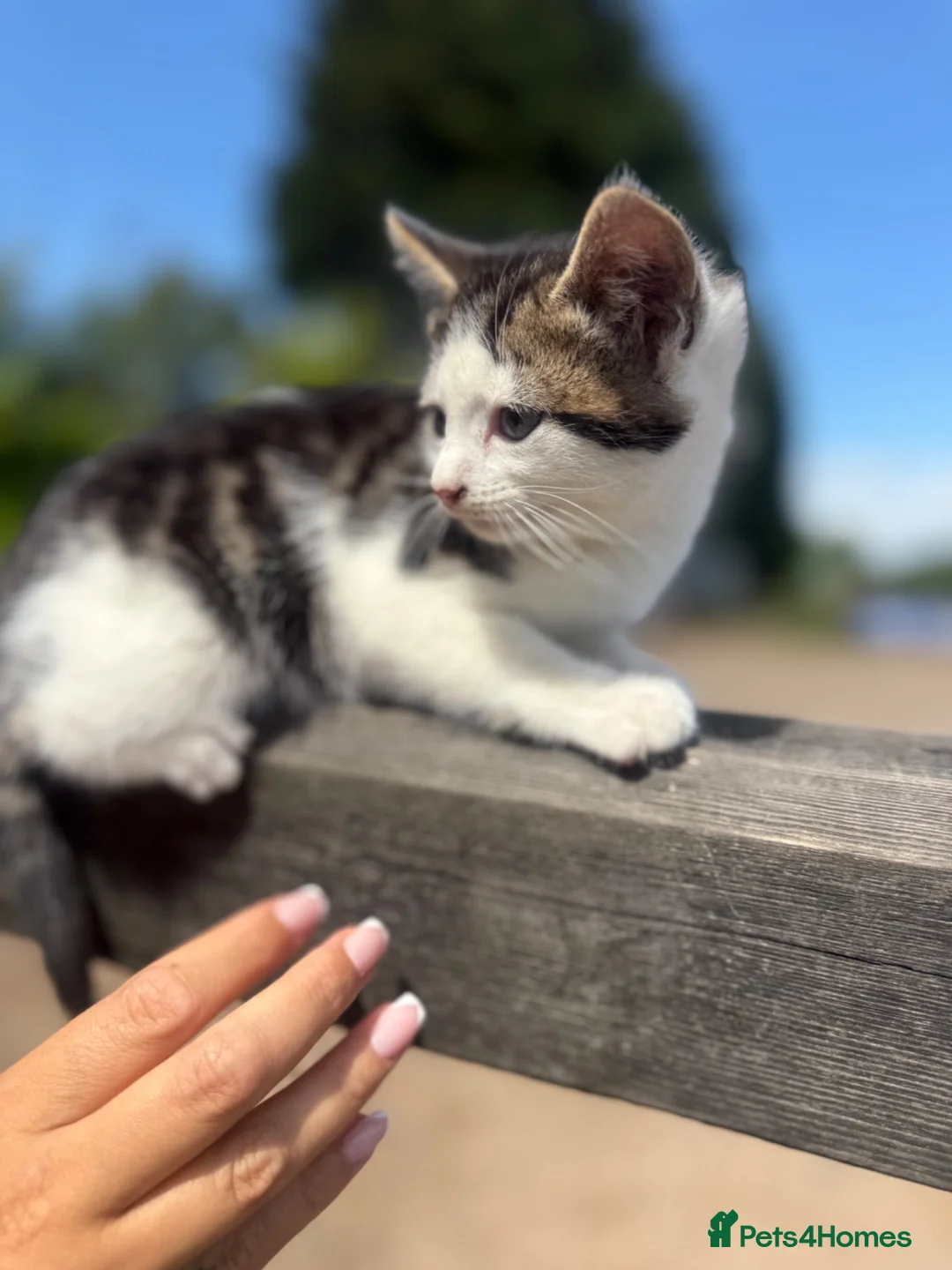 Mixed Breed cats for sale: 2 beautiful boys looking for their forever homes  - Advert 4