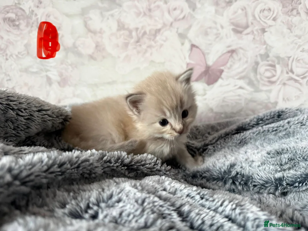 Ragdoll cats for sale: 🌟RAGDOLL KITTENS 🌟 - Advert 15