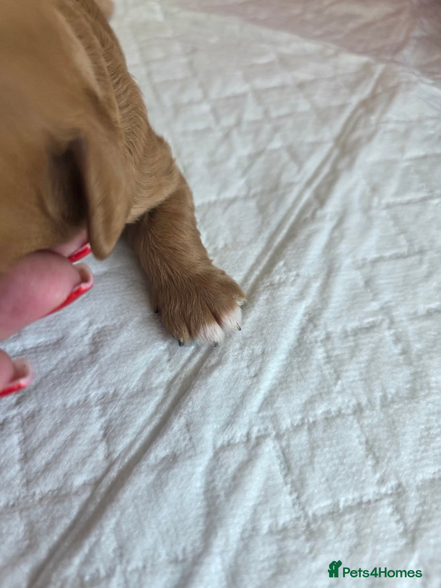 Cavapoo dogs 💗⭐Gorgeous Cavapoo Girls ⭐💗 - Advert 2