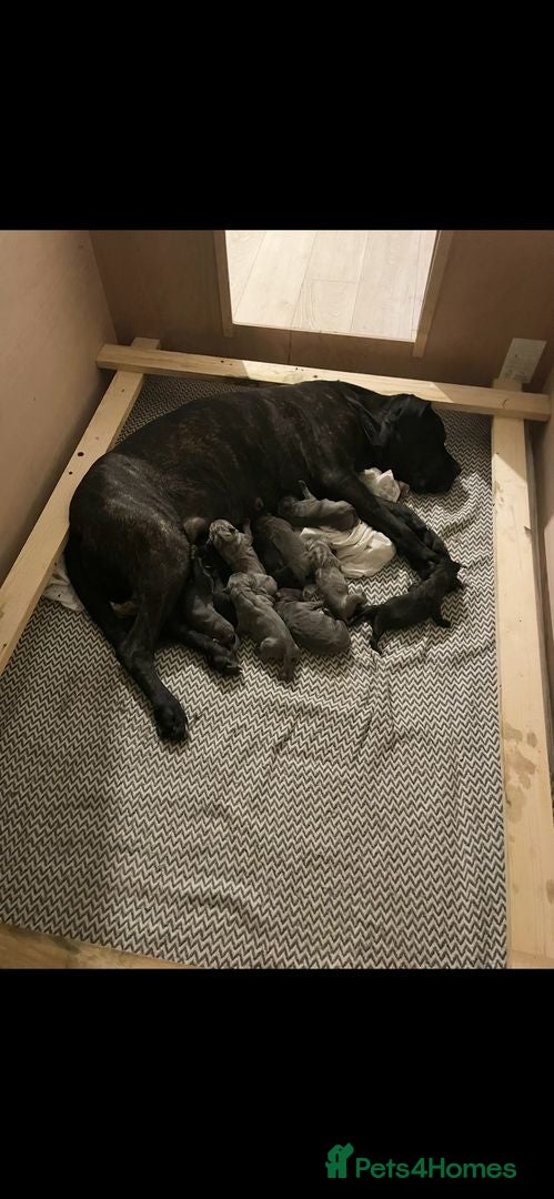 Cane Corso dogs Cane corso puppies - Advert 17