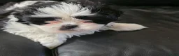Lhasa Apso dogs for sale: Lahsa apso pups 4 Lhasa  in Dewsbury - Advert 4