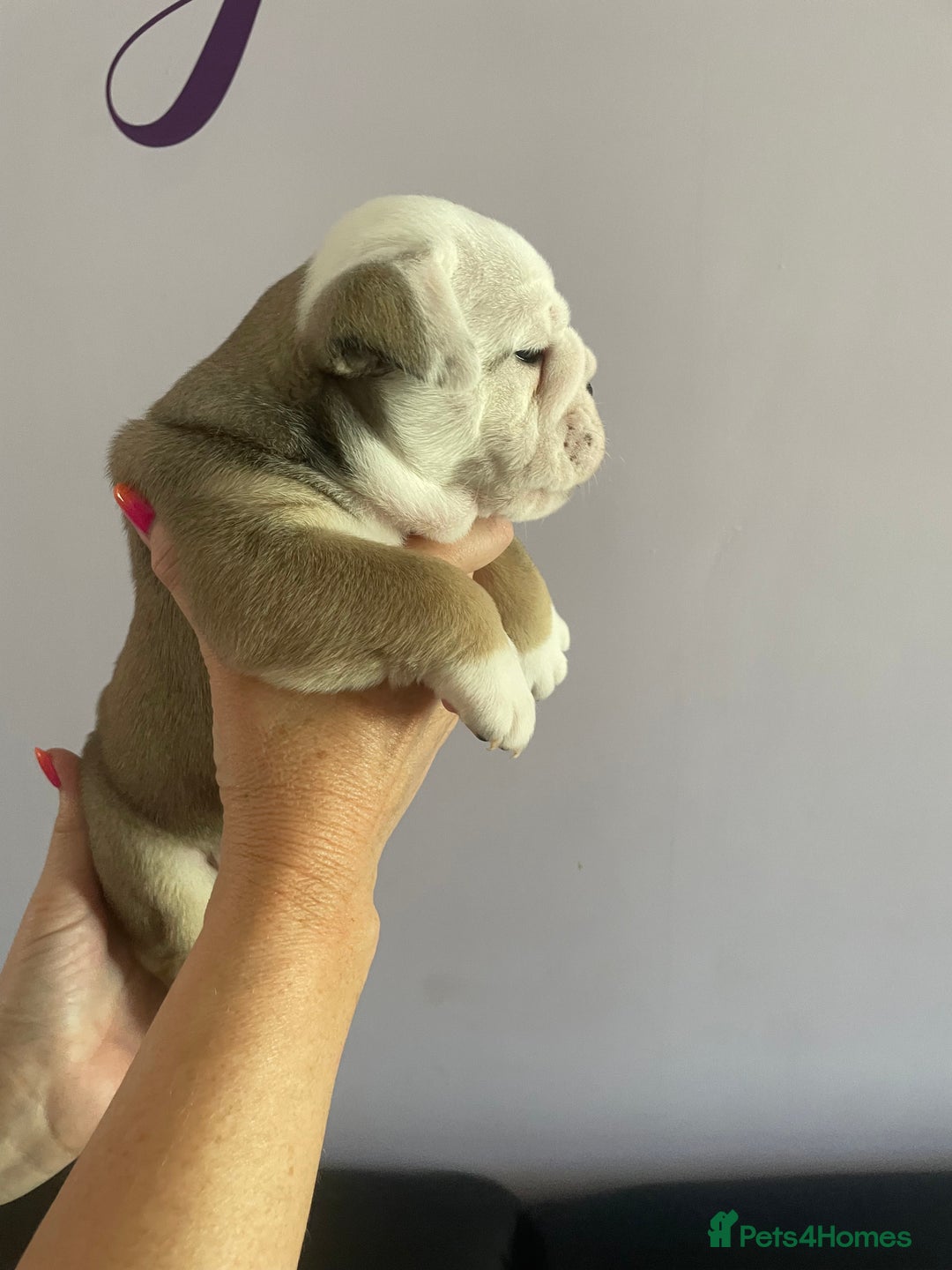 English Bulldog dogs for sale: 4 KC English Bulldog Puppies  - Image 33