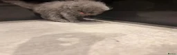Persian cats for sale: GCCF Registered Blue Persian Kittens  - Advert 10