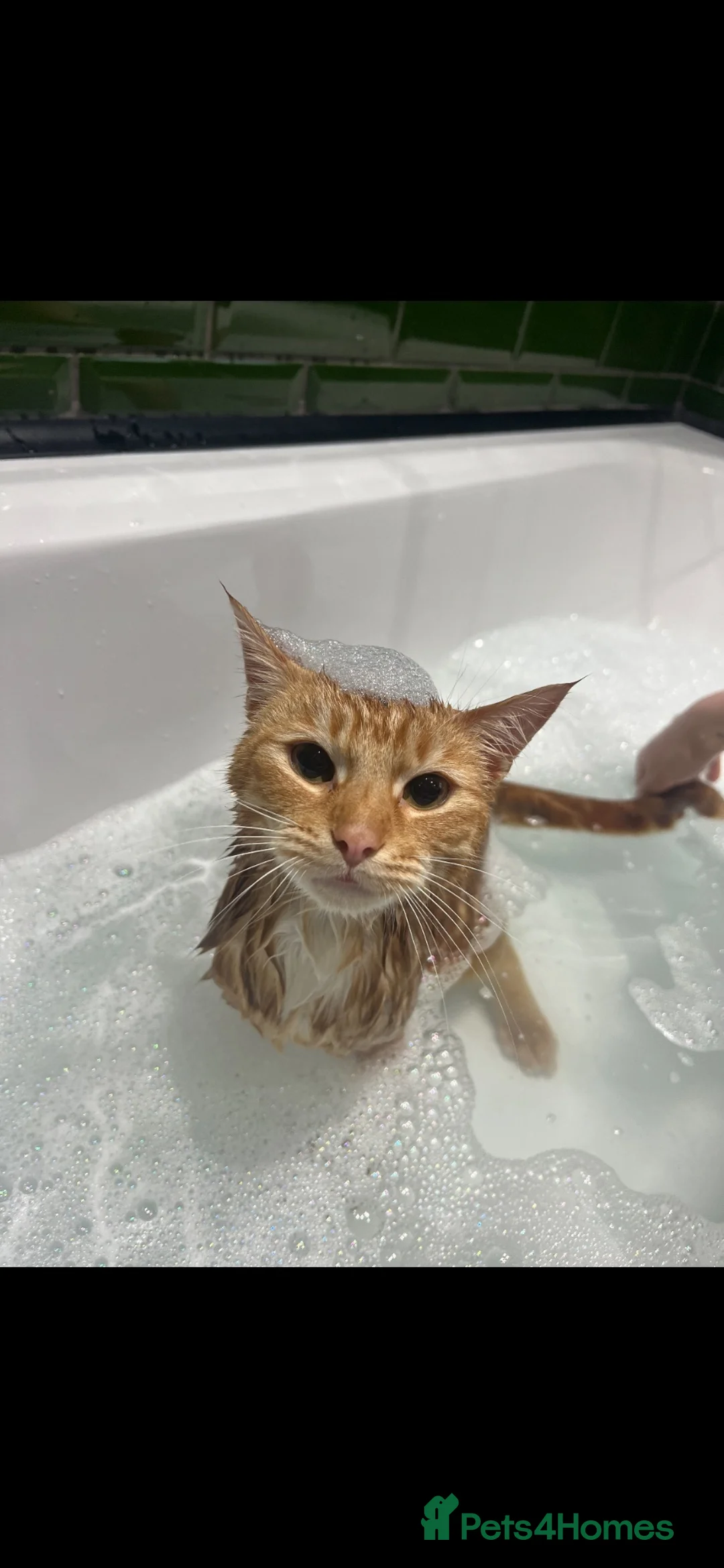 Mixed Breed cats for sale: 1 year old male  - Advert 2