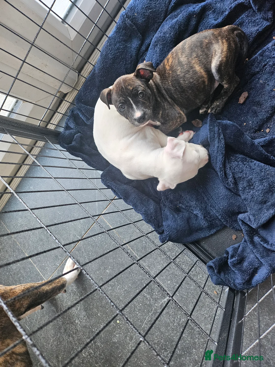 Staffordshire Bull Terrier dogs for sale: Staffy puppies - Advert 2