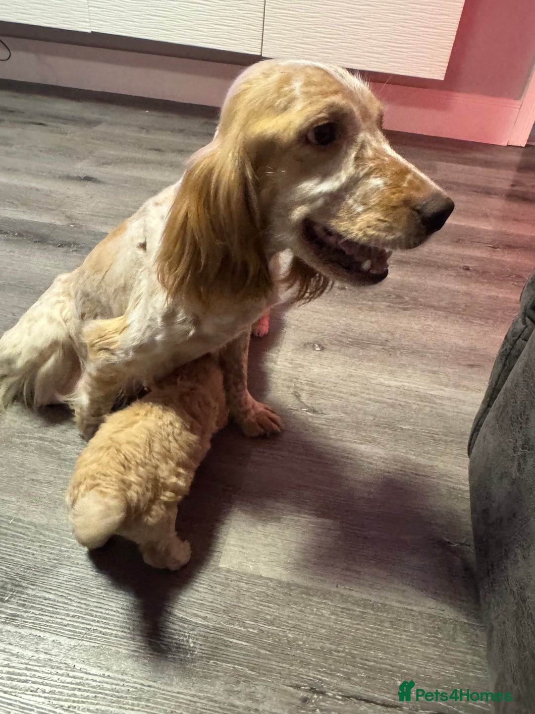 Cockapoo dogs for sale: Apricot Cockapoo Puppies  - Image 1