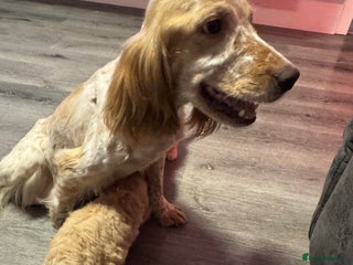 Cockapoo dogs for sale - Advert 1