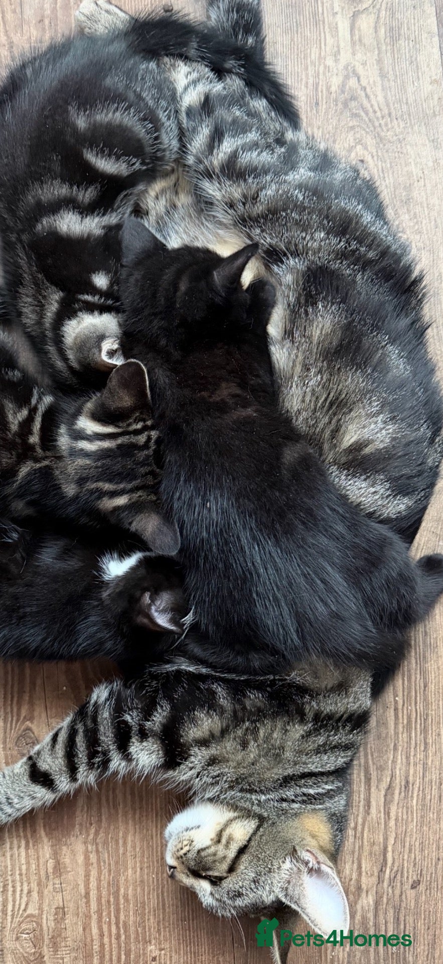Mixed Breed cats 3 kittens  - Advert 1