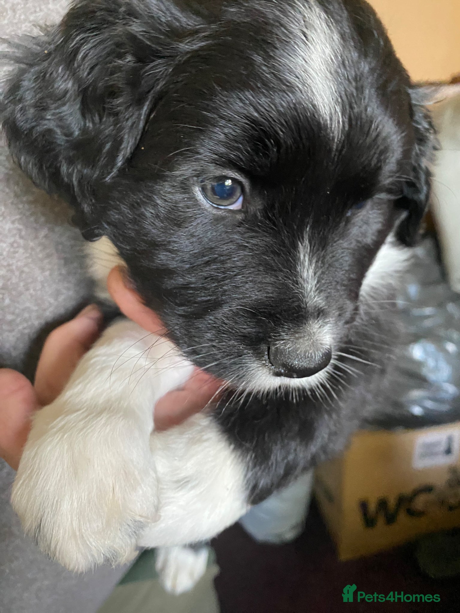 Mixed Breed dogs Australian Shepherd x Springer Spaniel Puppies - Advert 2
