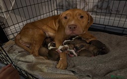 Mixed Breed dogs for sale: Puppies for sale - Image 4