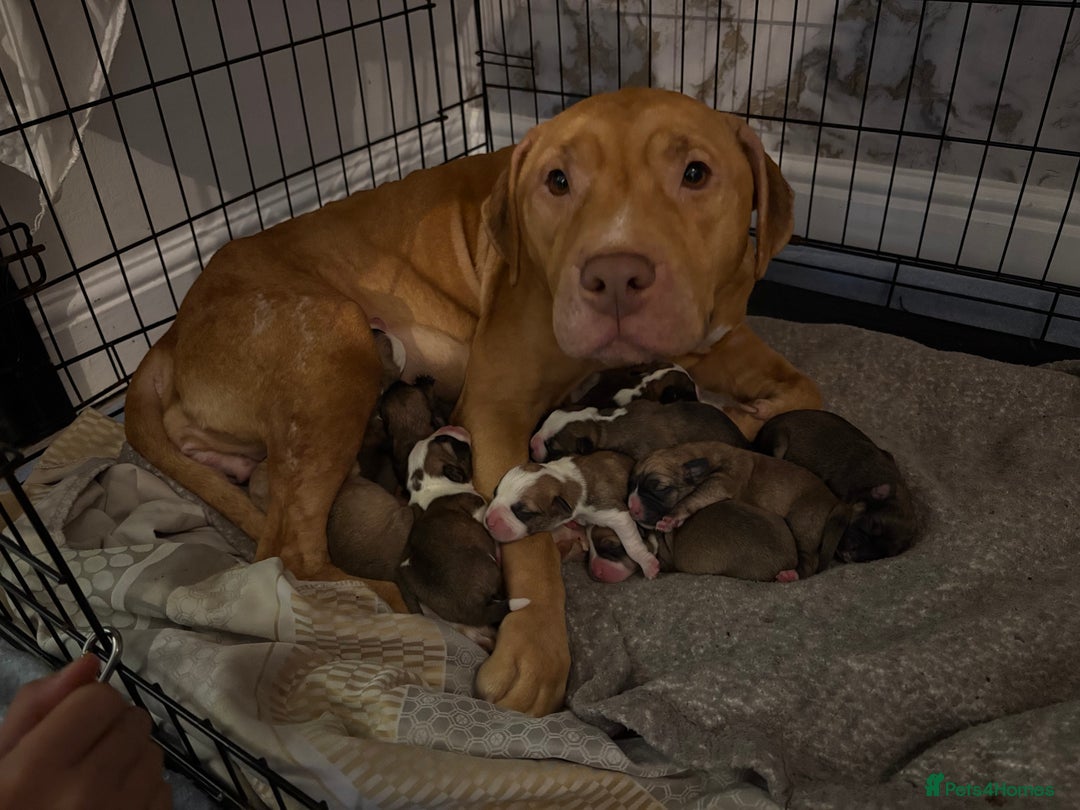 Mixed Breed dogs for sale: Puppies for sale - Image 4