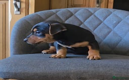 Jack Russell dogs for sale: Traditional Short Legged Jackrussell Pups!  - Image 3