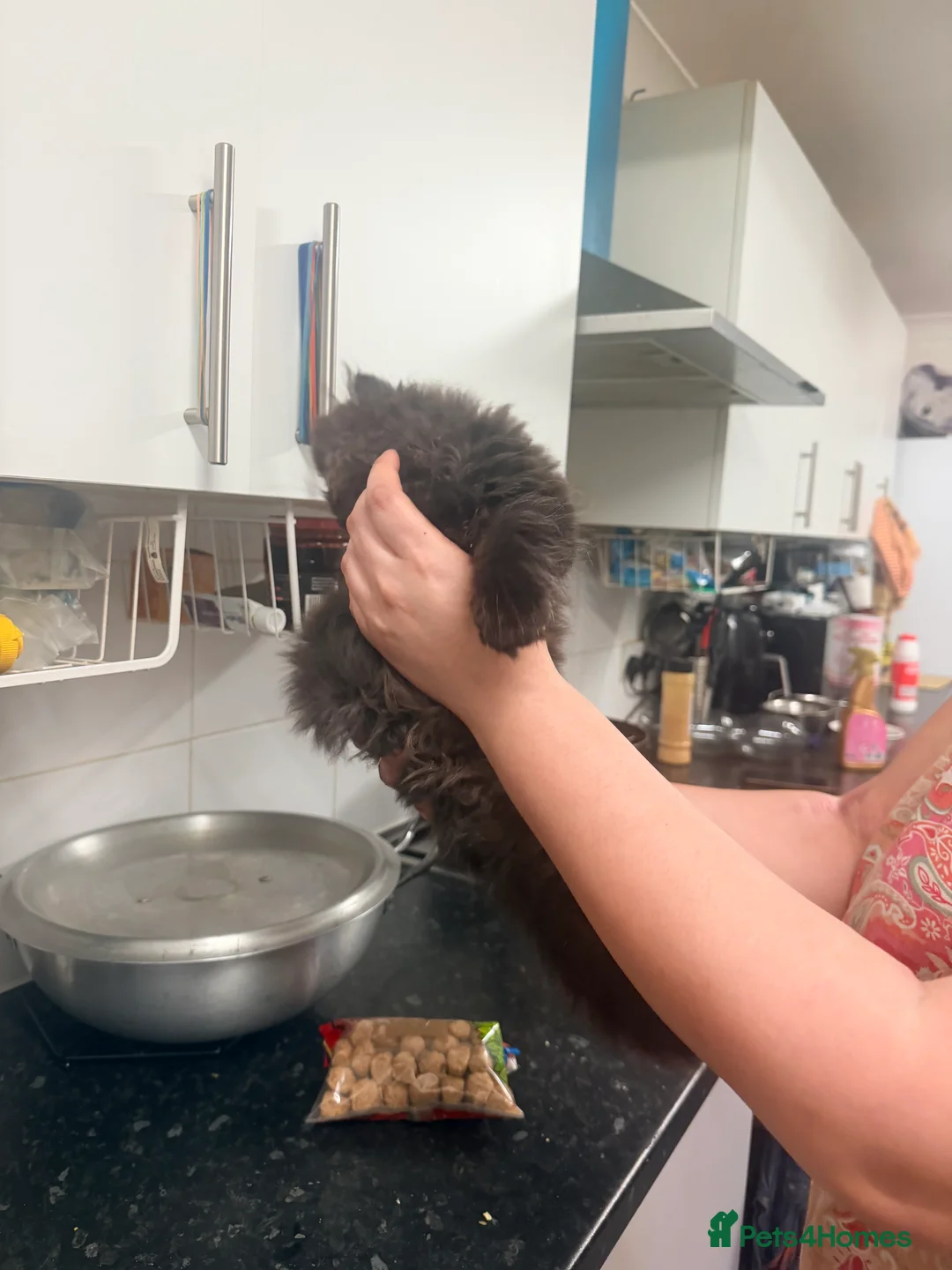 Persian cats for sale: Cats for sale - Advert 2