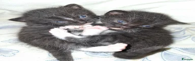 British Shorthair 4