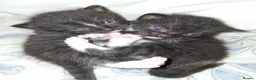 British Shorthair cats for sale: British Shorthair blue cross kittens - Advert 9