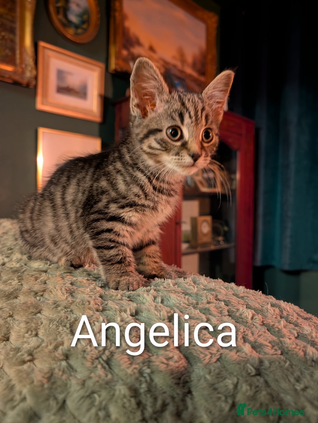 Domestic Shorthair cats for sale: Babies ready for their new homes NOW 🥰 - Image 10