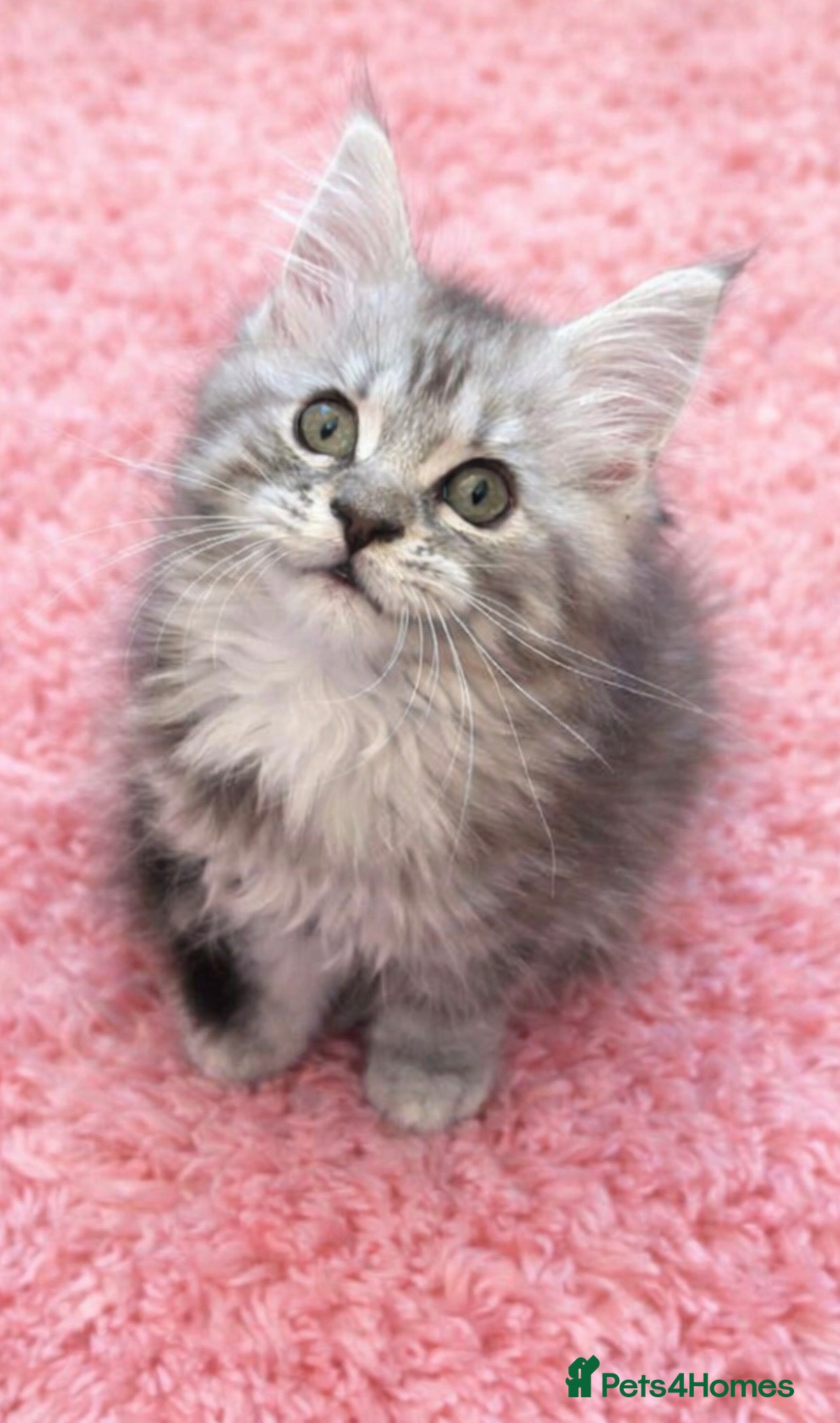 Maine Coon cats READY TO LEAVE Registered Maine coon kittens  - Advert 15