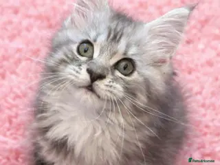 Maine Coon cats READY TO LEAVE Registered Maine coon kittens - Advert 15