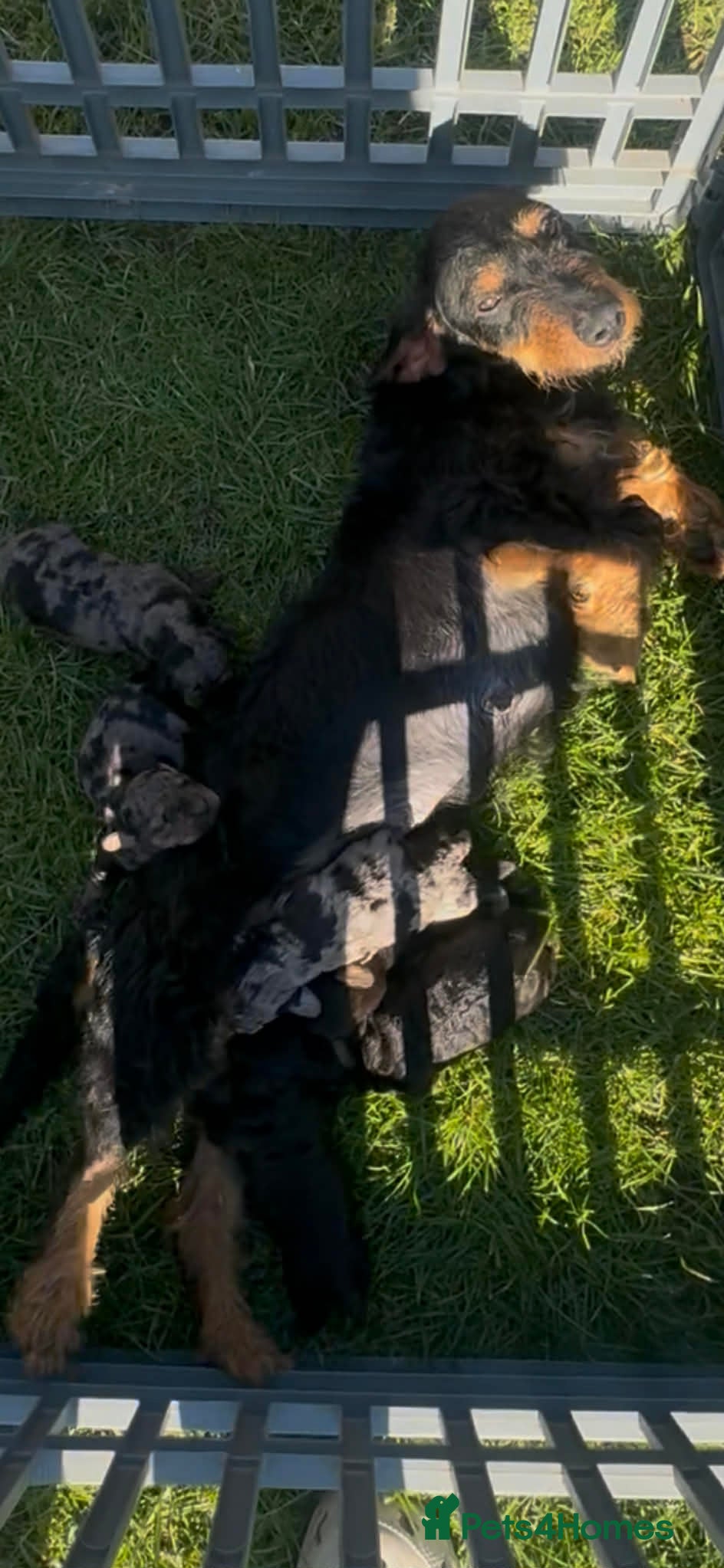 Dachshund dogs 2 x dachshund  - Advert 1