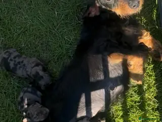 Dachshund dogs 2 x dachshund - Advert 1