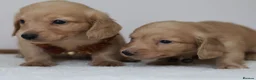 Miniature Dachshund dogs for sale: 5*Licensed+CREAM+LONGHAIR+Kc+PRACLEAR+VetChecked - Advert 10