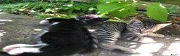 Mixed Breed cats for sale: Little darlings looking for loving homes - Advert 10
