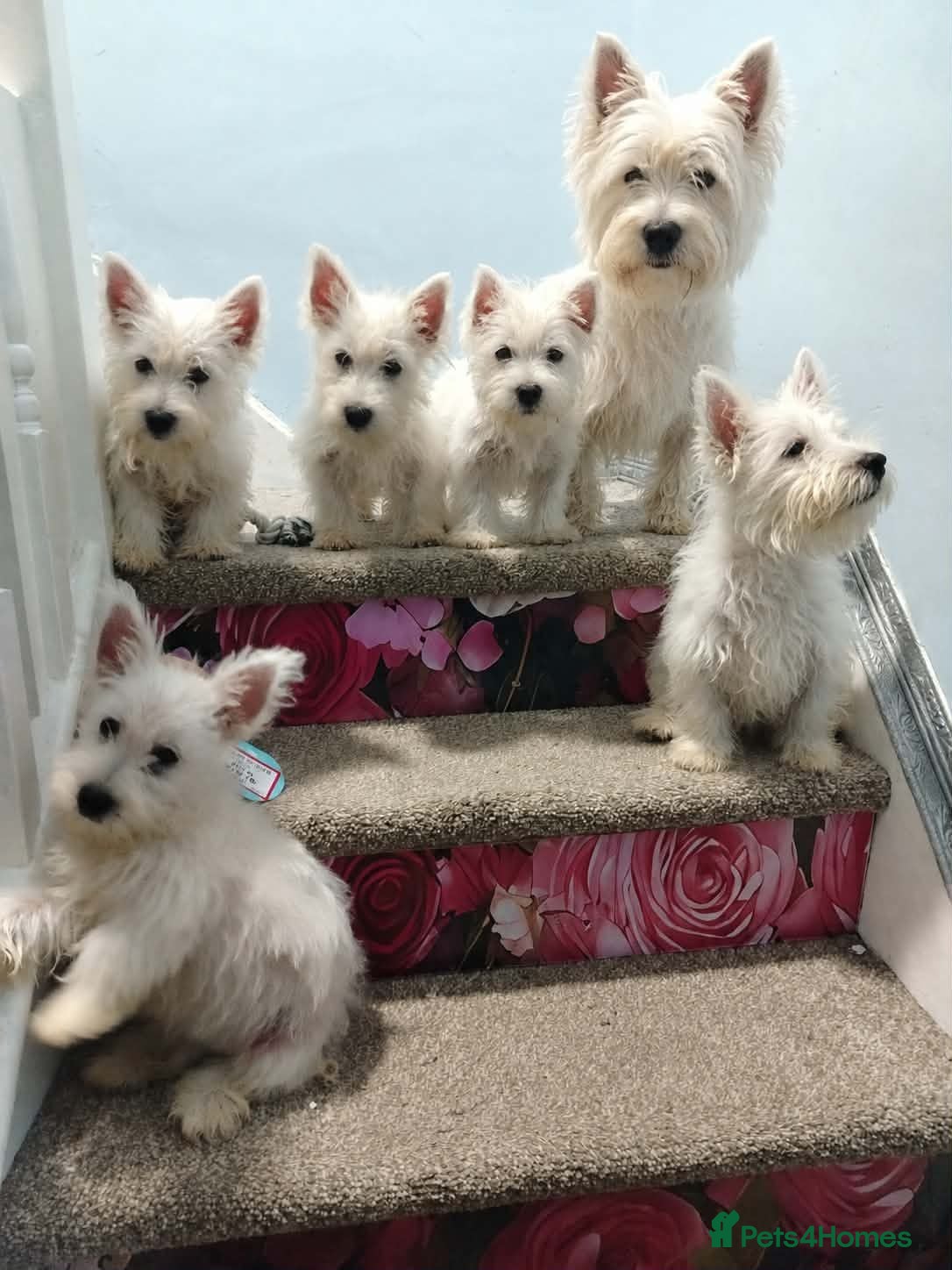 West Highland Terrier dogs Westie puppies available  - Advert 1