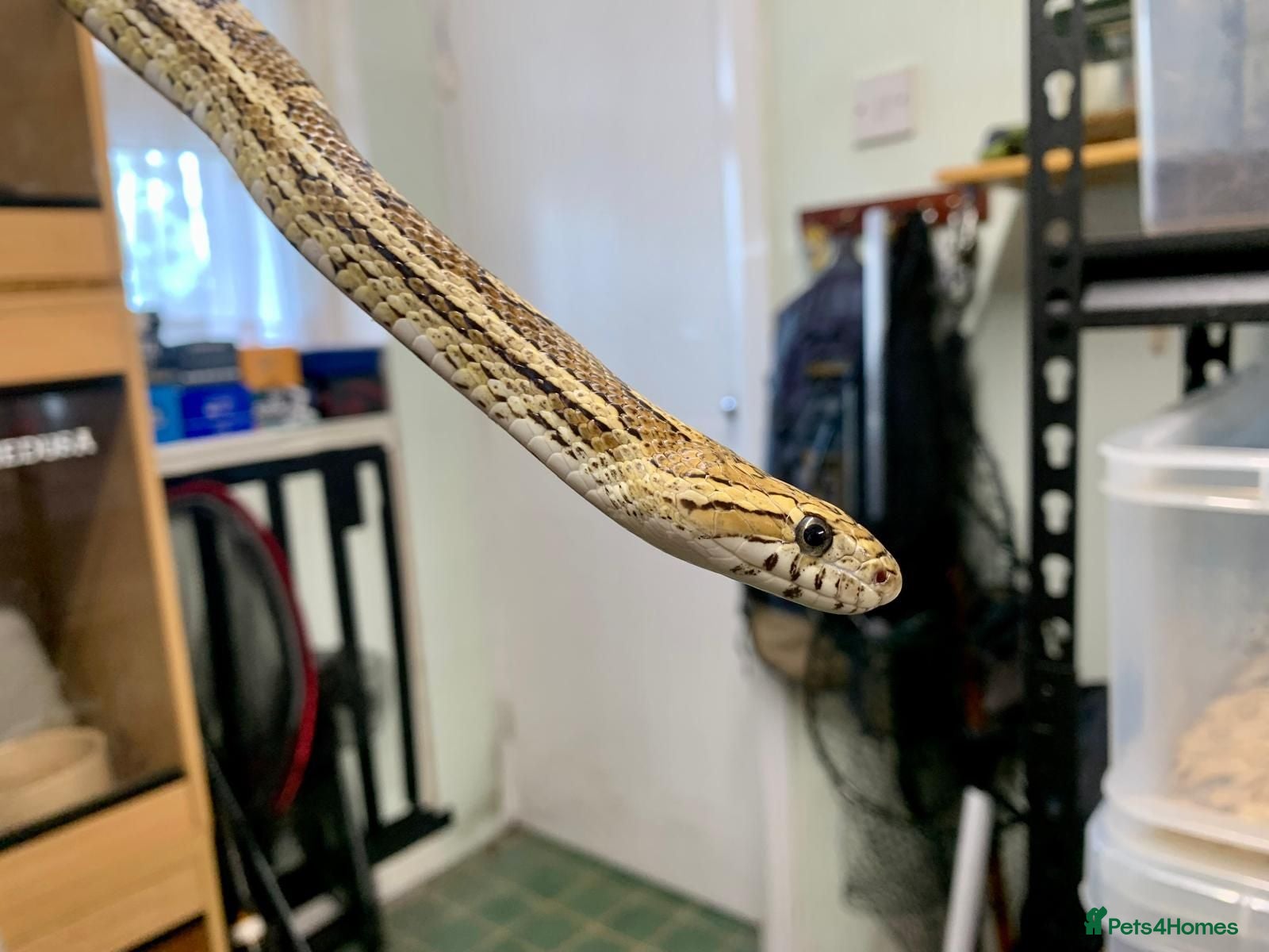 Corn Snake reptiles Adult male caramel cornsnake - Advert 1