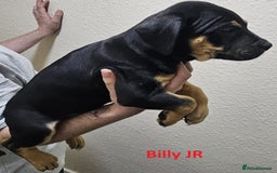 Mixed Breed dogs for sale: Confident & Well-Socialised Presa x Staffy Pups - Image 9
