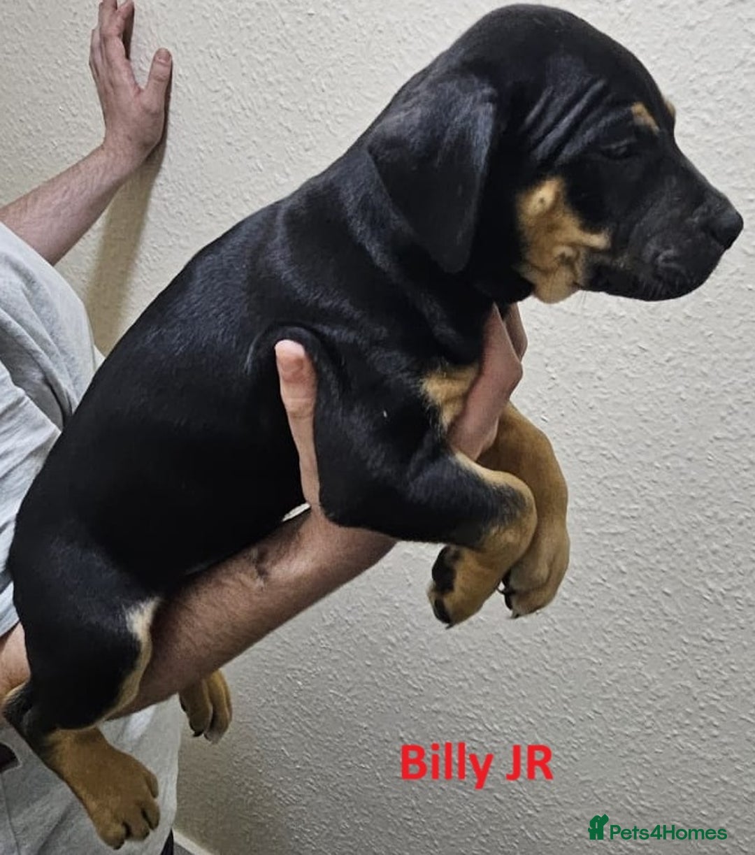 Mixed Breed dogs for sale: Confident & Well-Socialised Presa x Staffy Pups - Image 9