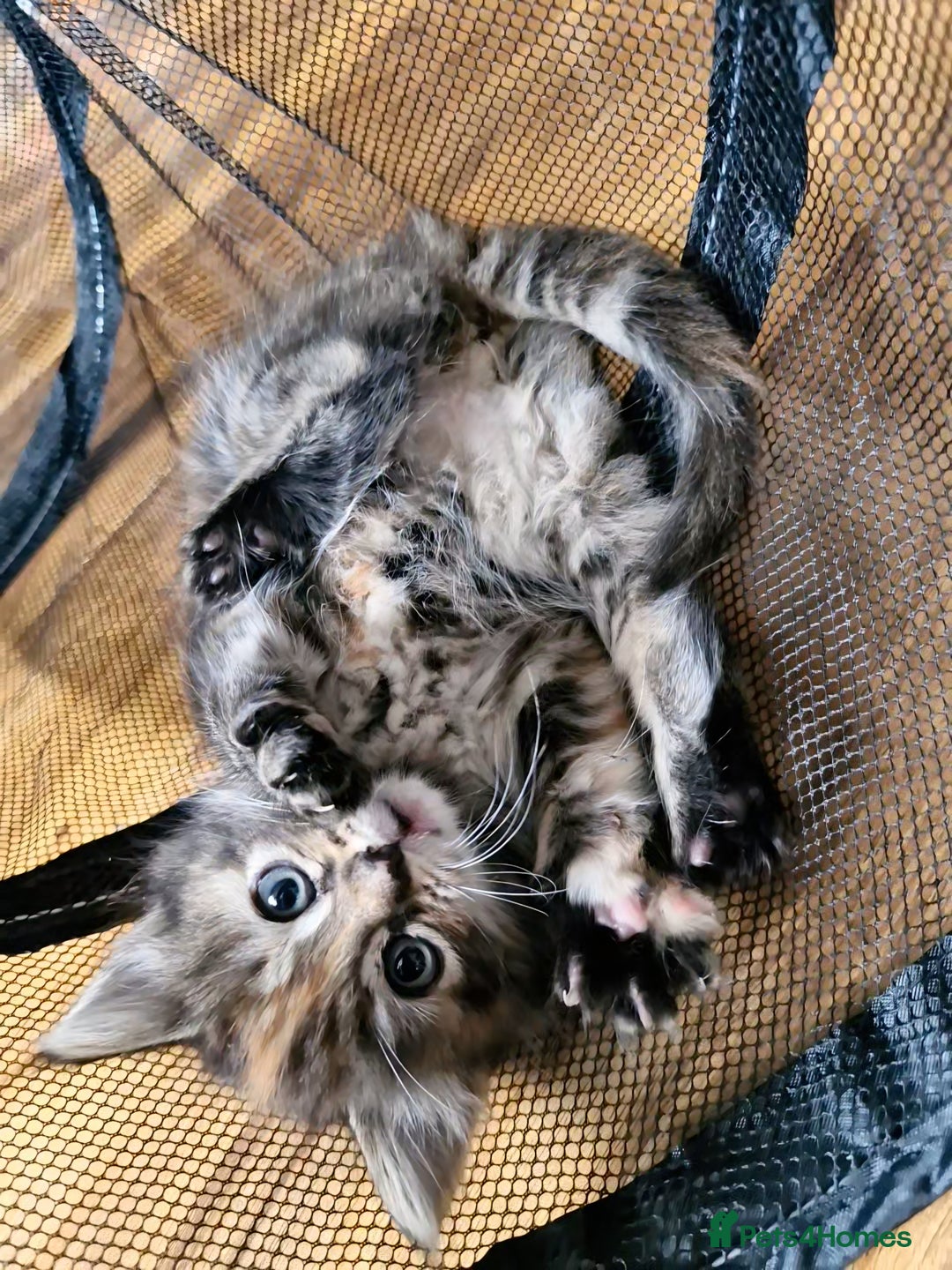 Domestic Shorthair cats for sale: 11 week old kittens ready for their forever homes - Advert 10