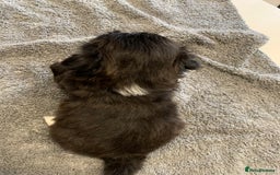 Shih Tzu dogs for sale: Shih Tzu puppies ready 27 th August  - Image 5